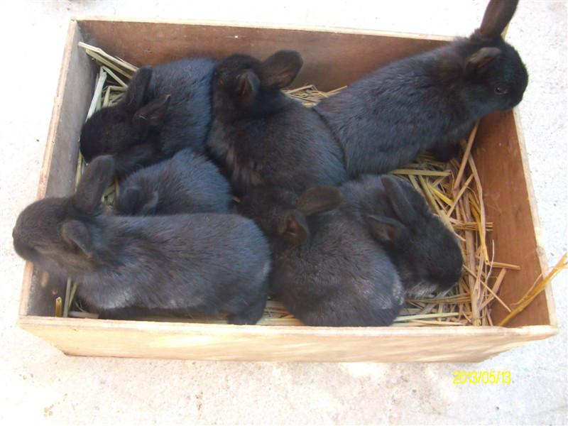 供应黑兔苗价格  黑兔价格 免费提供养殖技术 回收商品兔图片
