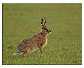 供应山东獭兔养殖场万翔兔业 獭兔品种 野兔价格图片