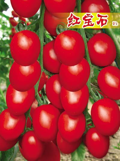 供应无限生长小番茄品种红宝石-番茄种子特色番茄种子︱进口番茄