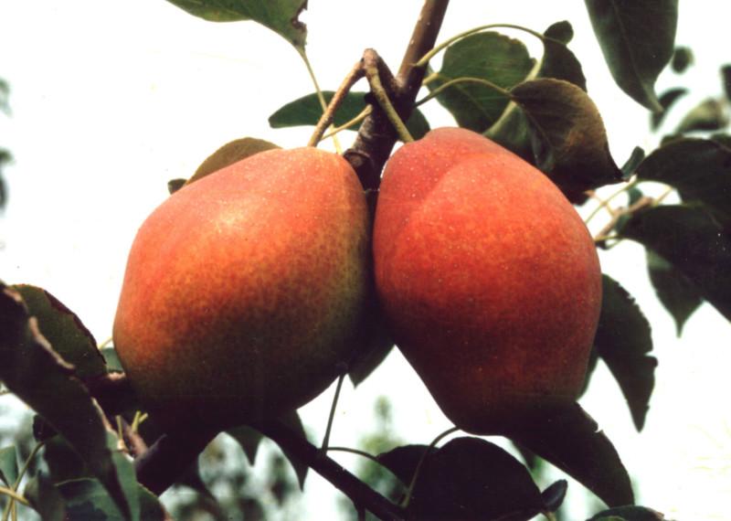 郑州市红皮梨红啤梨西洋梨新品种厂家供应红皮梨　红啤梨　西洋梨新品种
