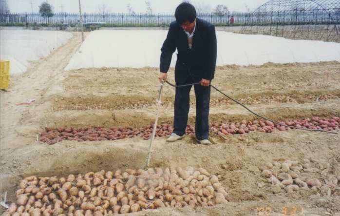 2015开春红薯种子批发