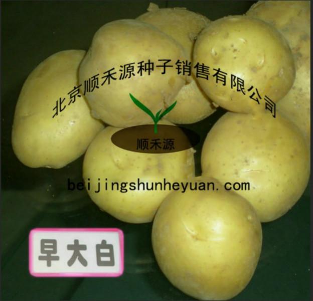 供应早熟土豆种子