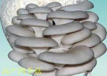 食用菌平菇原种高产四季菇批发