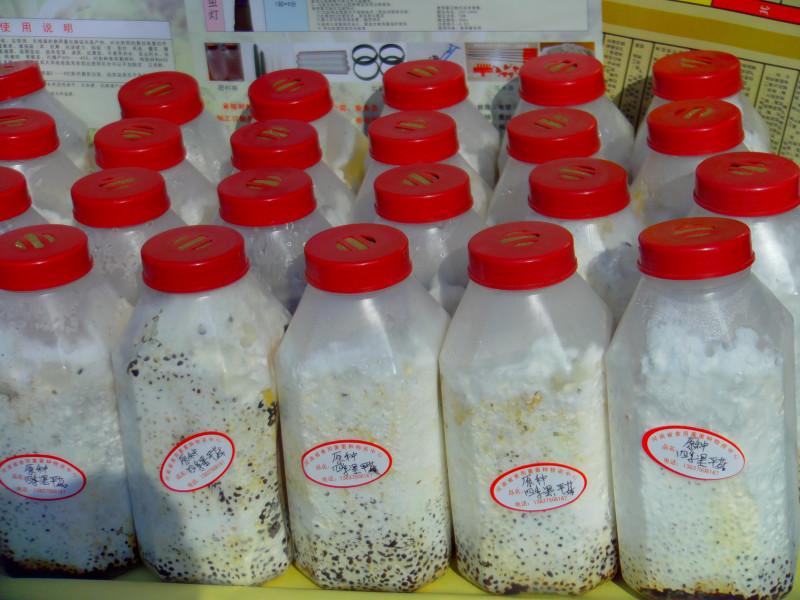 供应平菇高产——3一级菌种 试管母种 颗粒母种 原种栽培种