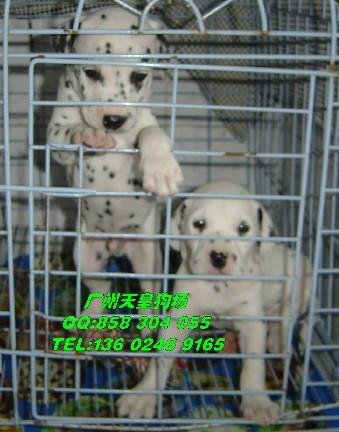 广州哪里有卖斑点狗 广州斑点狗多少钱一只