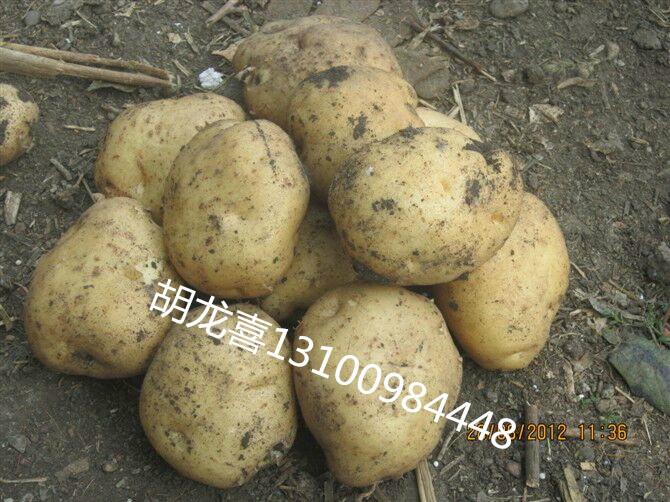 黑龙江土豆种子批发供货商批发