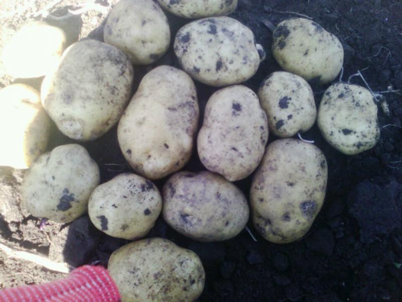 供应用于农产品市场的黑龙江马铃薯土豆批发供货商