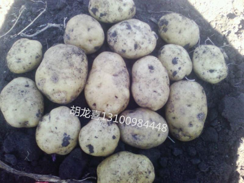 供应黑龙江土豆批发价格，黑龙江马铃薯代购商。马铃薯批发电话
