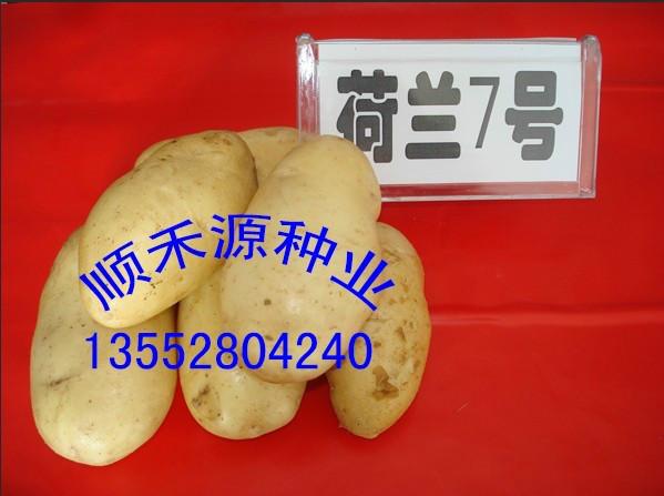 供应土豆种子图片