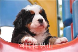 供应广州市个人长期出售伯恩山幼犬公母自己家养繁殖纯种