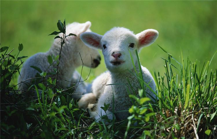 波尔山羊羊苗，山羊羊羔价格，纯种波尔山羊图片