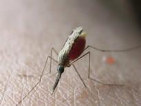 苏州灭蚊子苍蝇防治-价格-公司-厂家