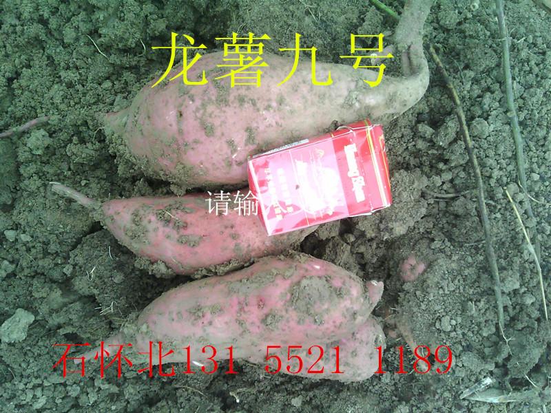 供应红薯基地/安徽红薯/地瓜红薯代办