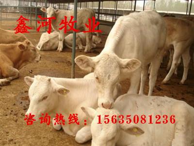 供应夏洛莱牛养殖技术育肥牛价格肉牛