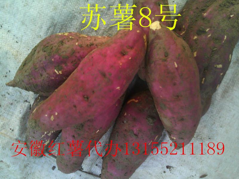 供应安徽苏薯8号红薯