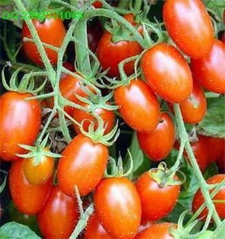 供应进口鸿玉-番茄种子,红果小番茄种子
