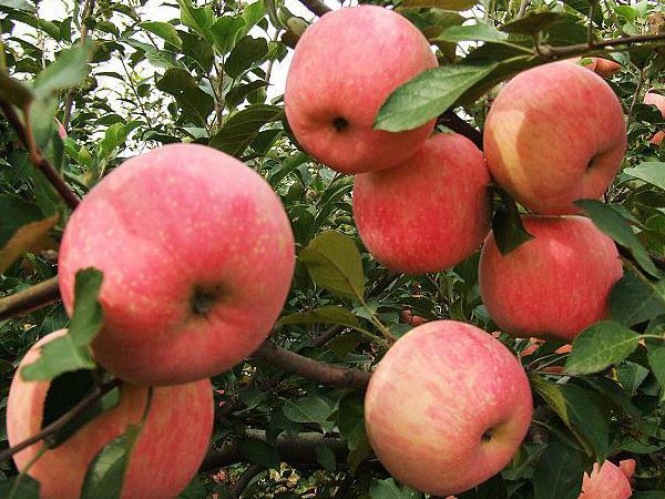 供应美国8号苹果苗早熟苹果品种山东苹果苗新品种苹果苗