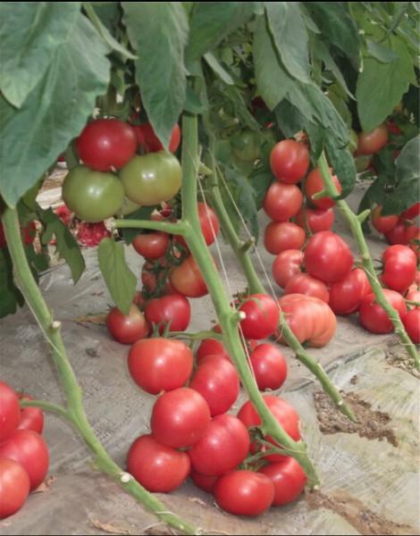 番茄种子，番茄种子 价格，粉果番茄种子 金玉X3F1番茄种子
