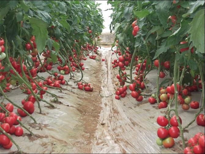 番茄种子，番茄种子 价格，粉果番茄种子 金玉X3F1番茄种子