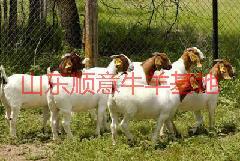 济宁市厂家直销各种山羊苗厂家