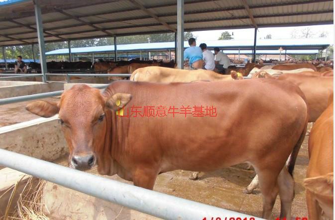 供应用于育肥与繁殖的肉牛的饲养管理技术