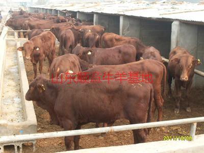 山西黄牛养殖技术供应用于育肥与的 山西黄牛养殖技术