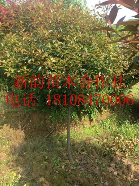 供应贵州红叶石楠,红叶石楠球,高杆红叶石楠图片