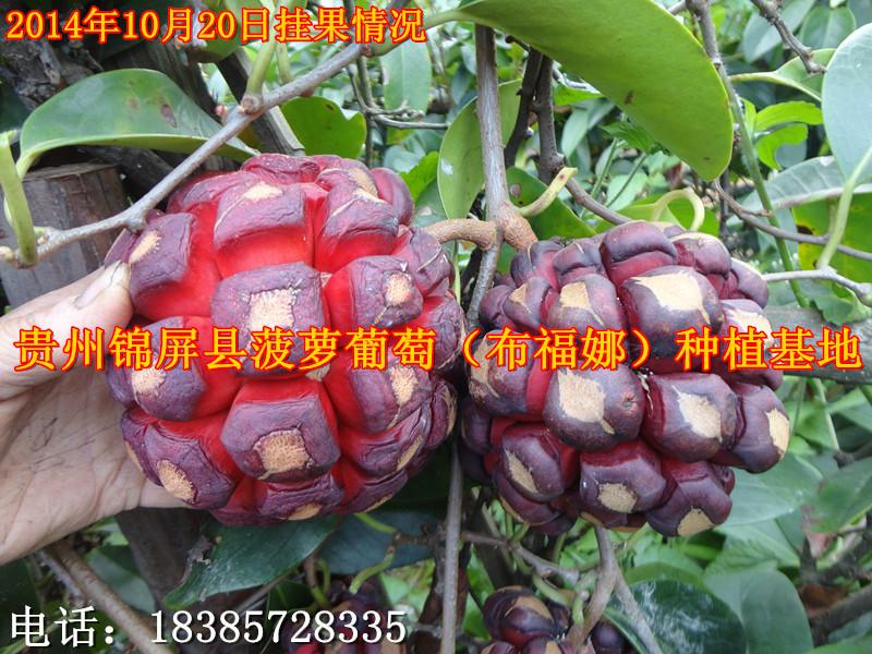 黔东南苗族侗族自治州南昌菠萝葡萄种苗供货商厂家