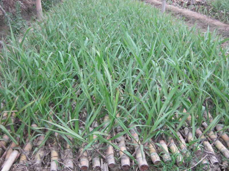供应购蔗种送整套高产黄皮甘蔗种植技术，买蔗种送高产技术