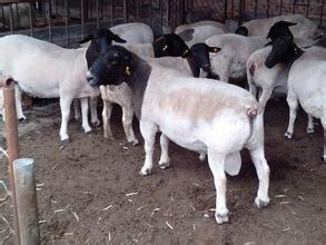 供应黑头杜泊绵羊价格-- 养殖一年的利润是多少