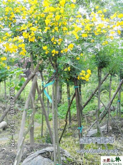 成都市黄花槐产地黄花槐价格黄花槐习性四厂家供应黄花槐产地黄花槐价格黄花槐习性四川黄花槐黄花槐规格