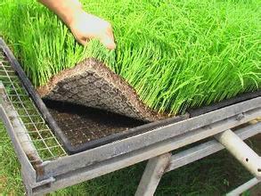 水稻有机基质肥水稻有机基质肥厂家水稻有机基质肥批发图片