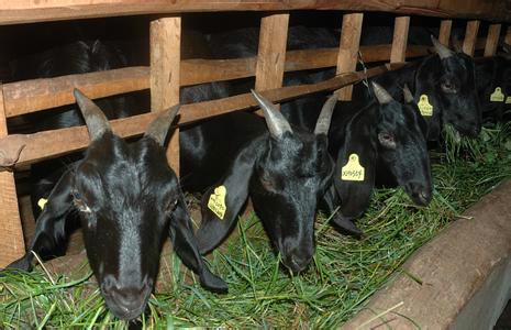 供应黑山羊市场价格黑山羊羔羊-努比亚黑山羊羔羊图片