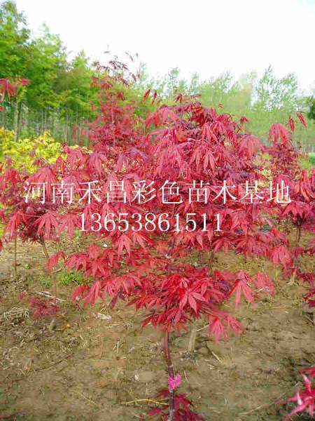 郑州市山东欧洲红枫种植技术厂家