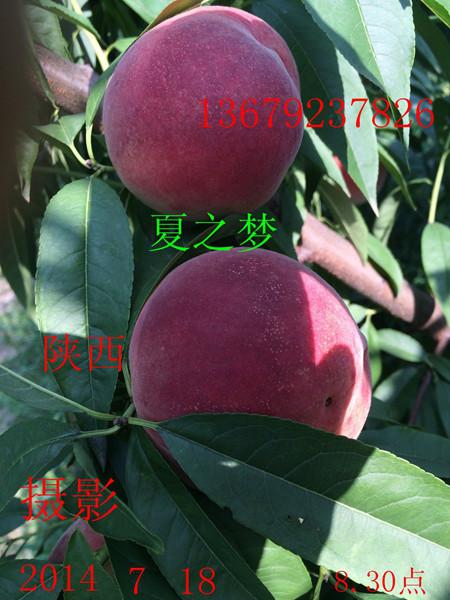 巨红冬桃苗/陕西苹果代办/青苹糖高/耐涝的果树/核桃生料贸易商