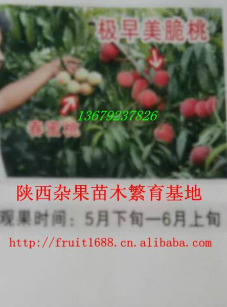 供应金秋红蜜桃苗/礼泉红富士苹果/陕西酥梨/耐涝的果树/青苹糖高