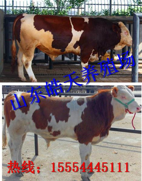 皓天牧业公布最新西门塔尔牛价格供应皓天牧业公布最新西门塔尔牛价格