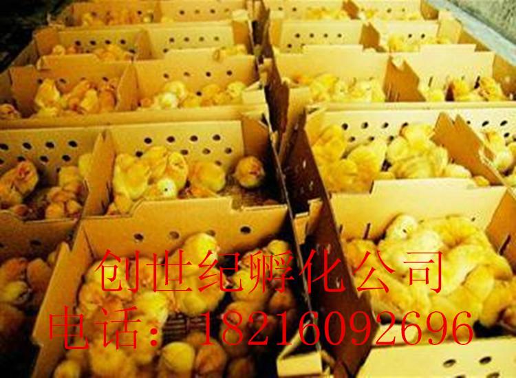 创世纪孵化公司供应品种纯价格实惠的三黄鸡苗草鸡苗 青脚鸡苗图片