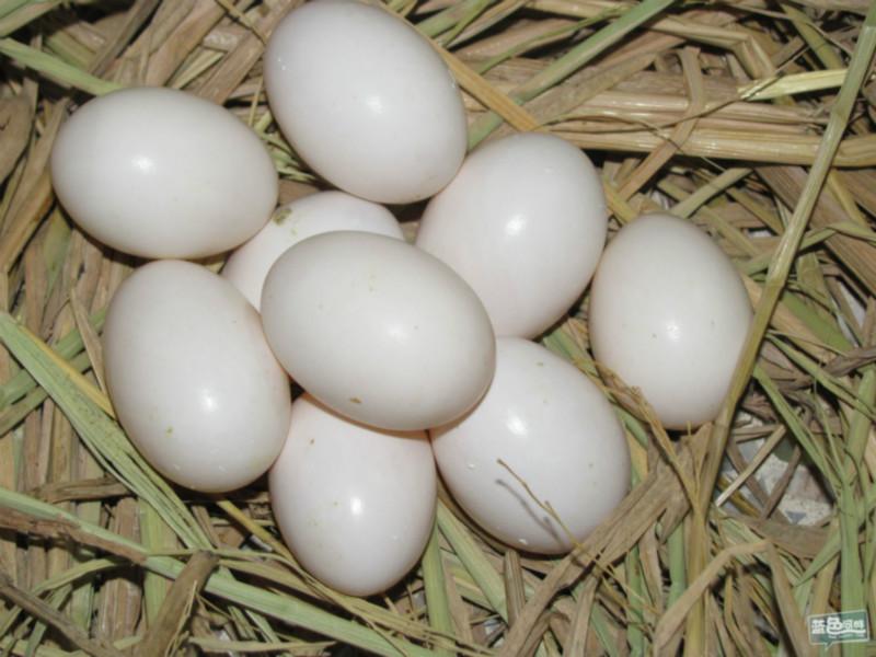 鸽子蛋的功效鸽子蛋的作用济南鸽子蛋鸽子蛋价格鸽子蛋批发