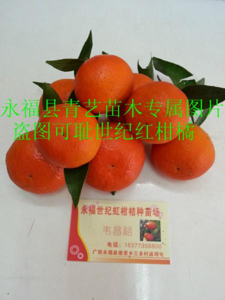 桂林市广西桂林灵川县世纪红柑橘苗价格|批发