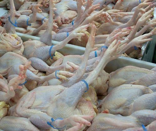 天津白条鸡批发厂家进口鸡肉昆明批发