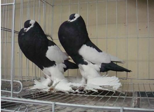 供应山东郓城有卖观赏鸽的吗