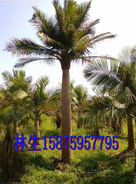 供应国王椰子种植园