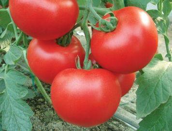 供应山东番茄种植基地西红柿批发价格