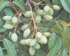 供应 纯天然橄榄叶提取物 厂家专业生产