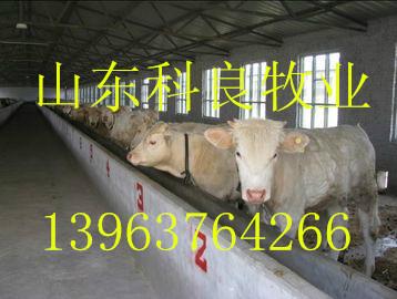 肉牛的养殖利润批发