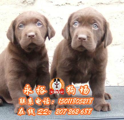 供应哪里有出售纯种拉布拉多犬 广州哪里有正规狗场 纯种拉布拉多价格
