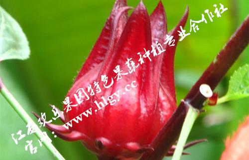 供应补血玫瑰茄种子 玫瑰茄洛神果火红花种植技术栽培图片