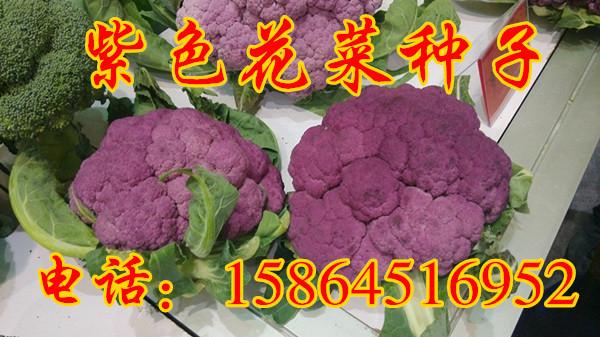供应紫花菜种子 紫菜花 特色蔬菜