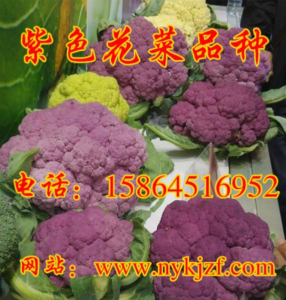 供应紫花菜种子 紫菜花 特色蔬菜